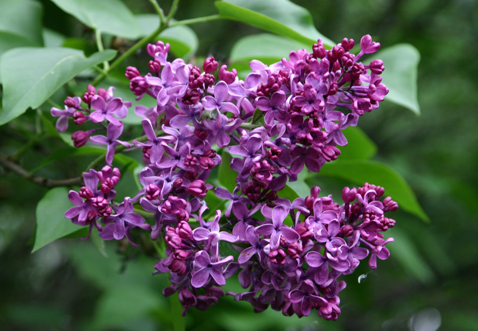 Suringa vulgaris "Kremlevskije Kuranti"